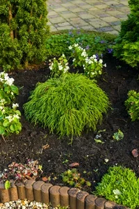 Trådcypress 'Filifera Nana'