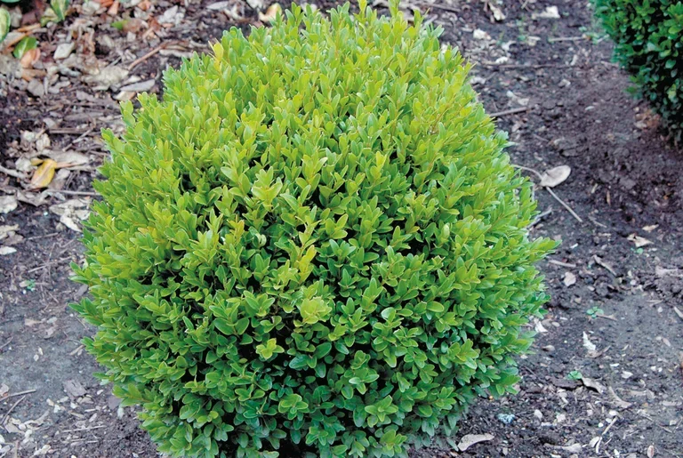Buxbom 'Arborescens', boll