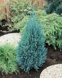 Juniperus chinensis 'Stricta' 20-25cm 17cm