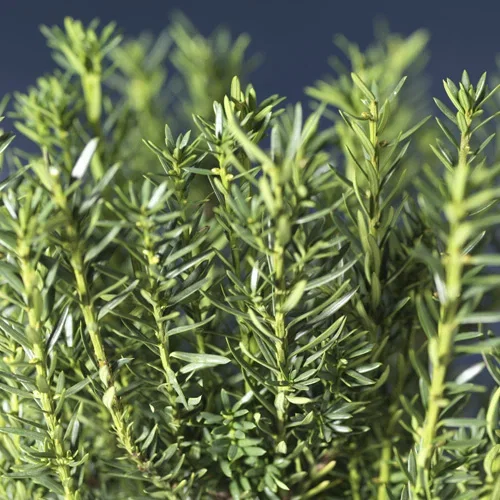 Taxus x media 'Hillii' 25-30cm 2L