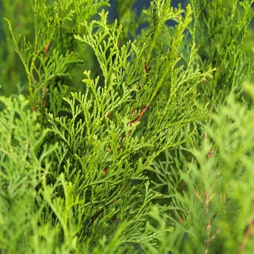 Thuja occ. 'Smaragd' 50-70cm 2L