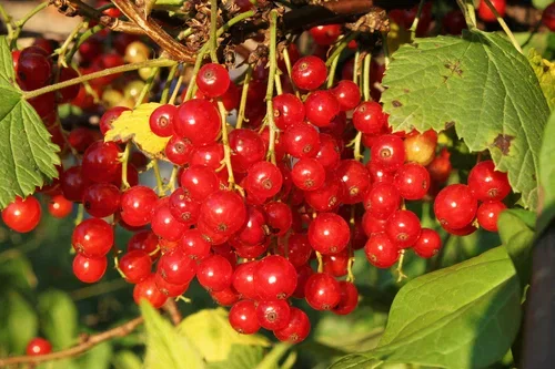 Röda vinbär 'Jonkheer van Tets' på stam
