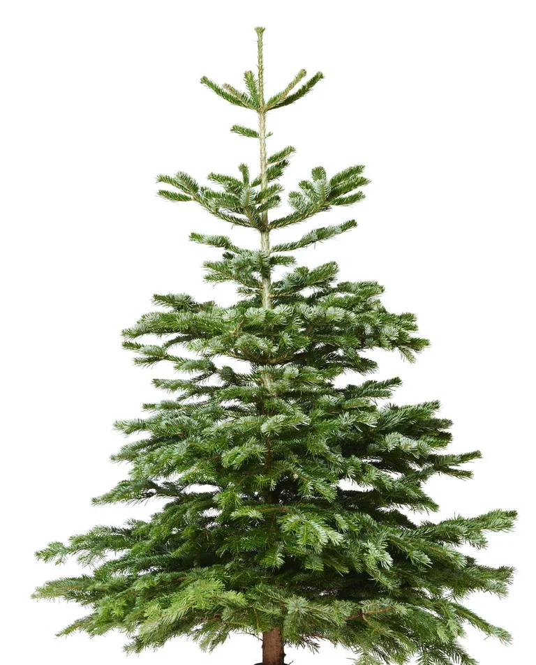 Kungsgran 220-270cm