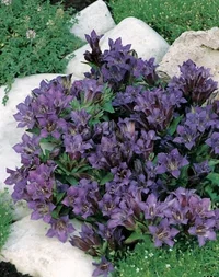 Klasegentiana 'Blue Heart'