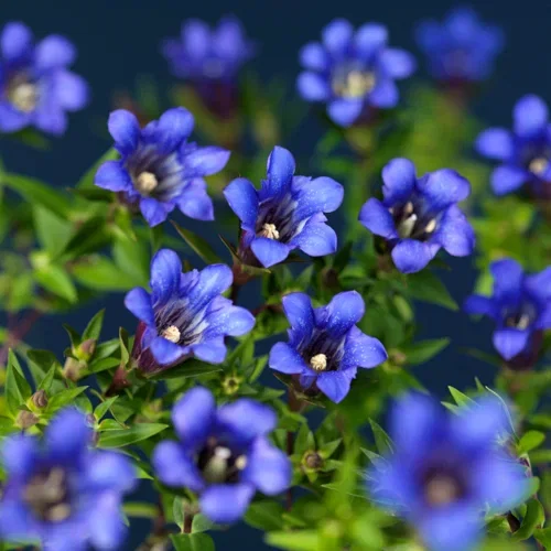 Klasegentiana 'Blue Heart'