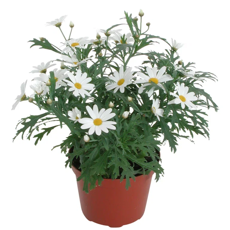 Margerit