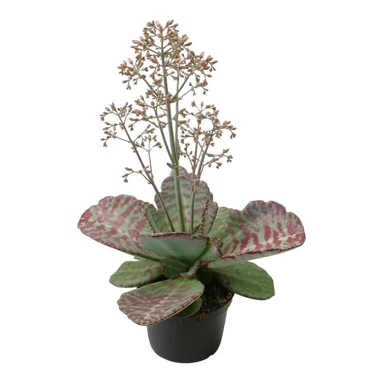 Kalanchoe Queen Humilis Surprising Desert 10,5 cm