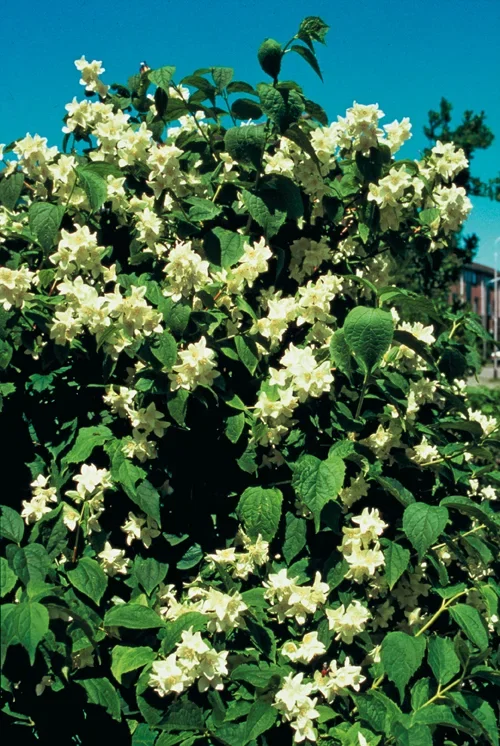 Doftschersmin