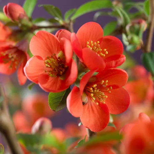 Liten rosenkvitten