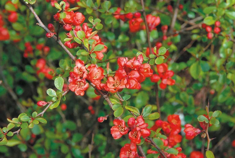 Liten rosenkvitten