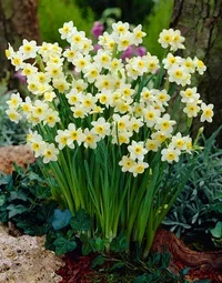 Minipåsklilja 'Minnow'