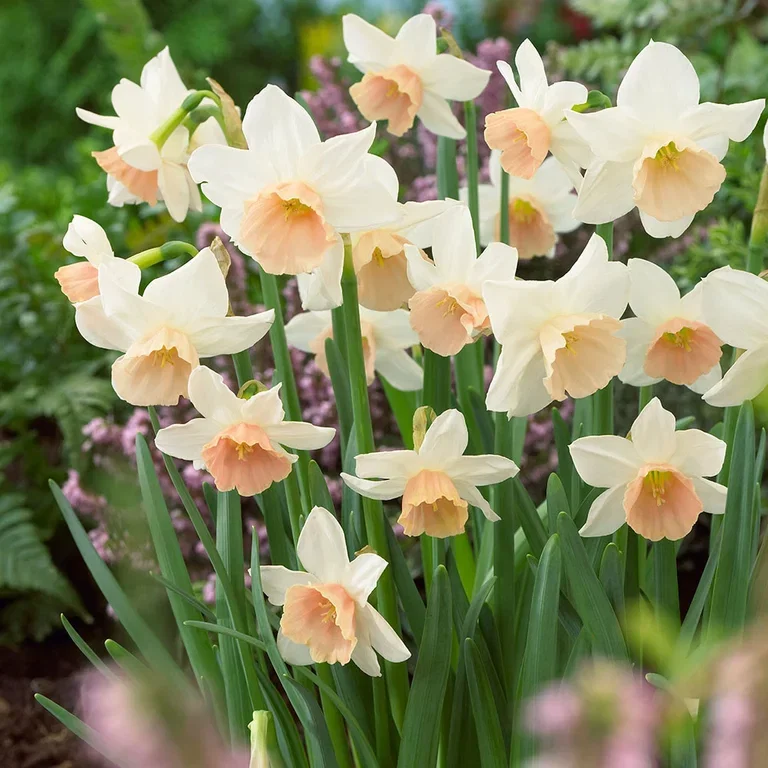 Narcissus 'Iwona' 12 cm