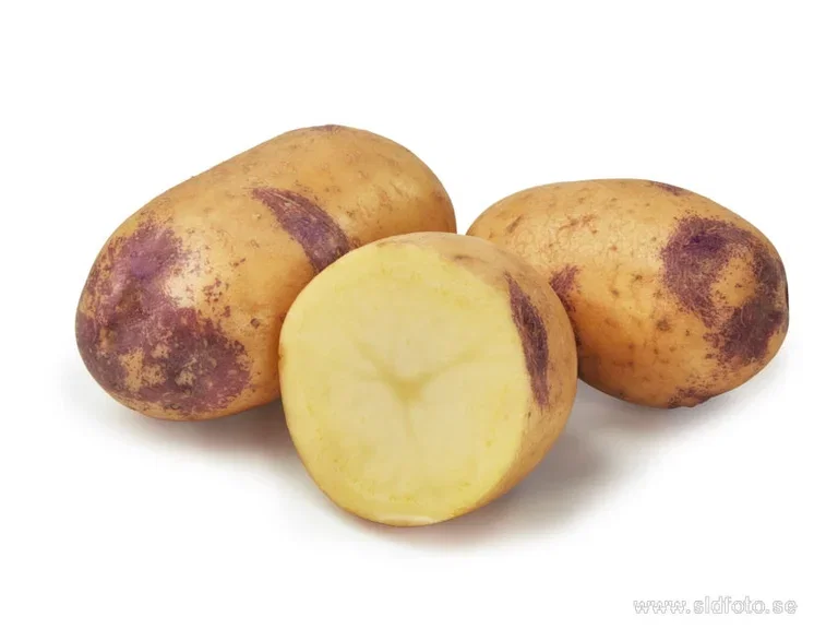 Sättpotatis 'Blue Belle'
