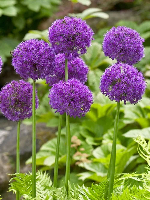 Purpurlök 'Purple Sensation'