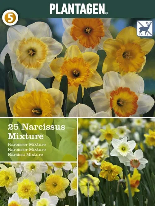 Narcissus Large Cupped Mix 14/