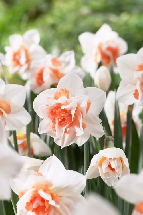 Stjärnnarciss 'Replete'