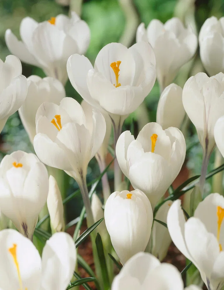 Vårkrokus 'Jeanne D'Arc'