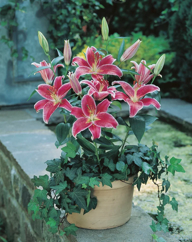 Orientlilja 'Stargazer'