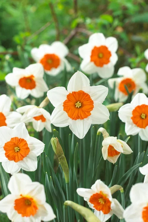 Stjärnnarciss 'Professor Einstein'