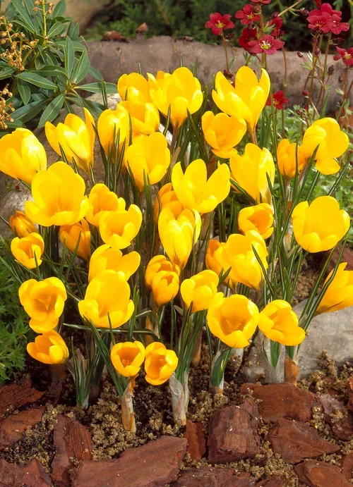 Vårkrokus
