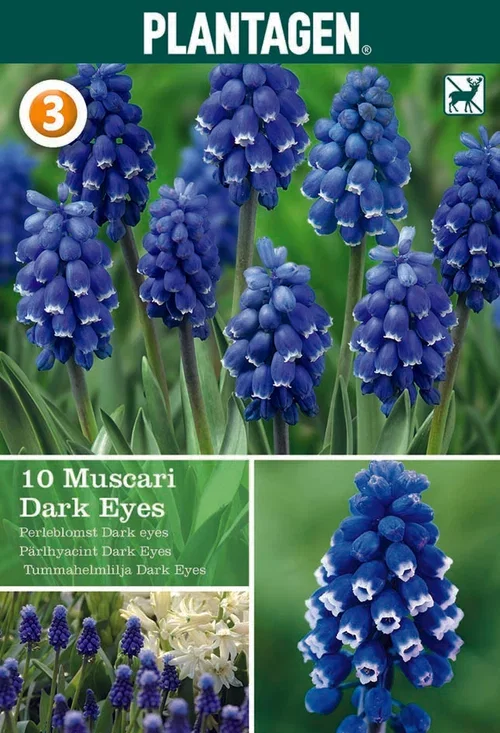 Pärlhyacint 'Dark Eyes'