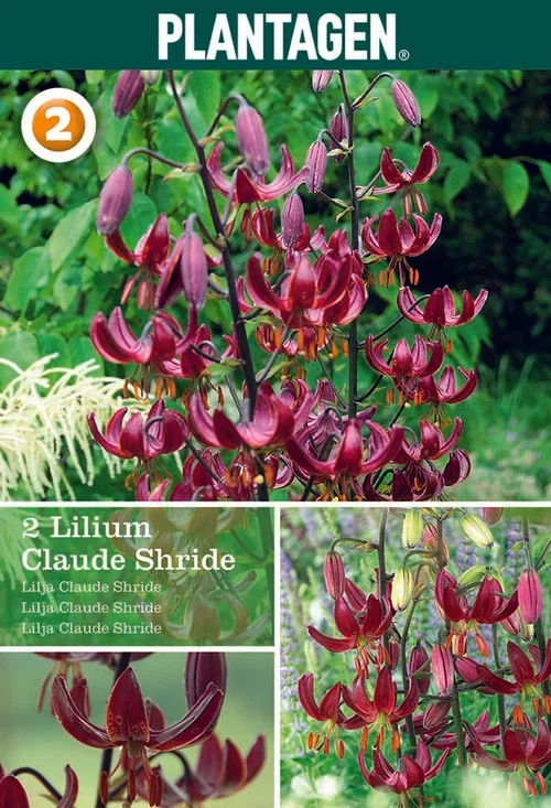 Martagonlilja 'Claude Shride'