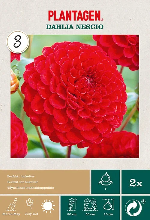 Pompondahlia 'Nescio'