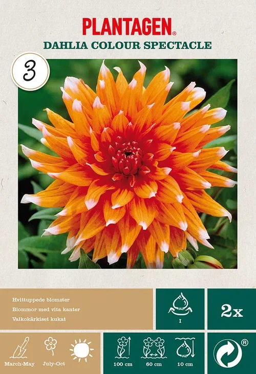 Kaktusdahlia 'Colour Spectacle'