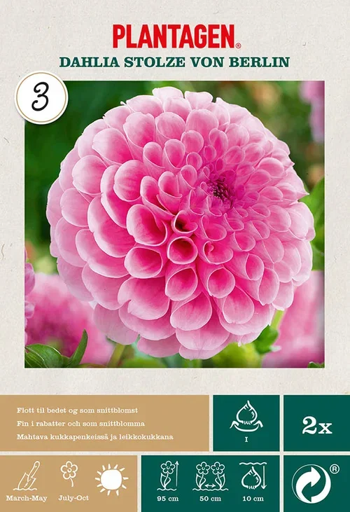 Pompondahlia 'Stolze von Berlin'
