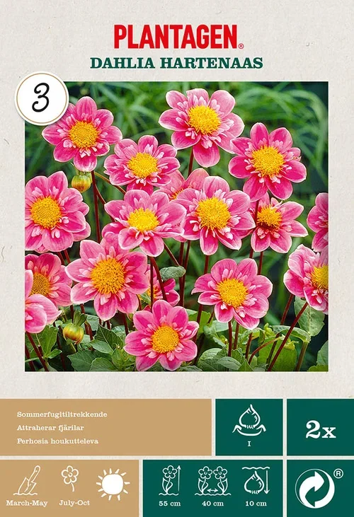 Halskråsdahlia 'Hartenaas'