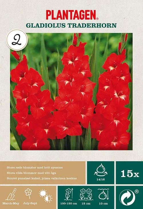 Storblommig gladiol 'Traderhorn'