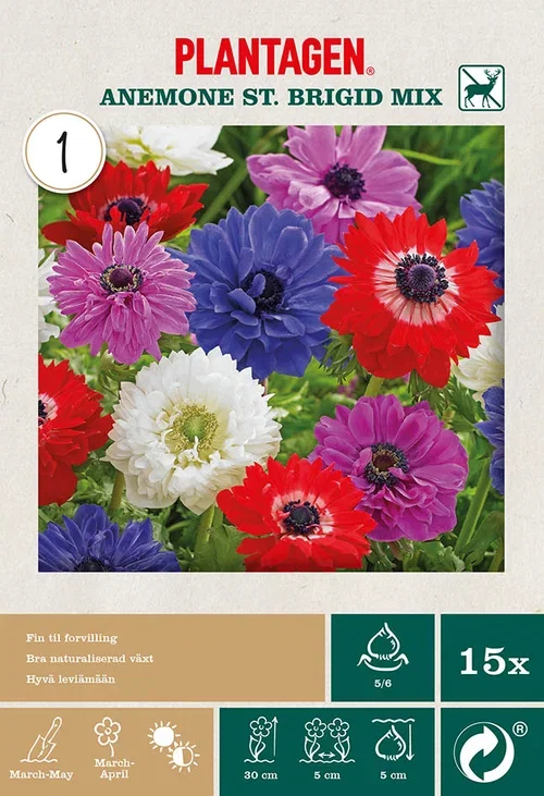 Bukettanemon mix St. Brigid