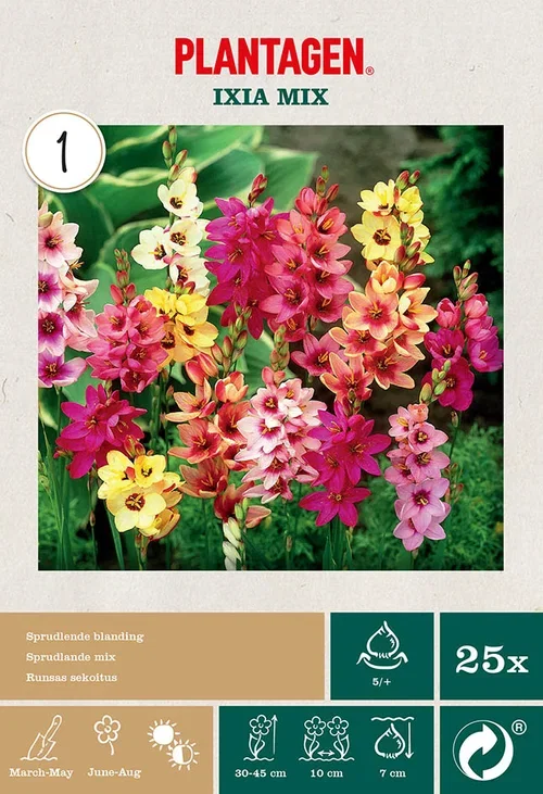 Ixia mix