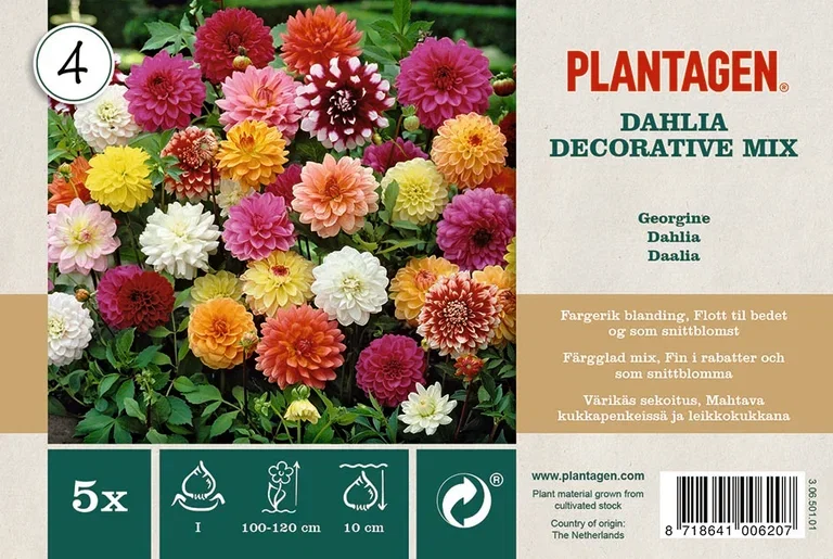 Dekorativdahlia mix