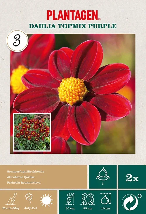 Trädgårdsdahlia 'Topmix Purple'