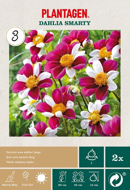 Enkel Trädgårdsdahlia 'Smarty'