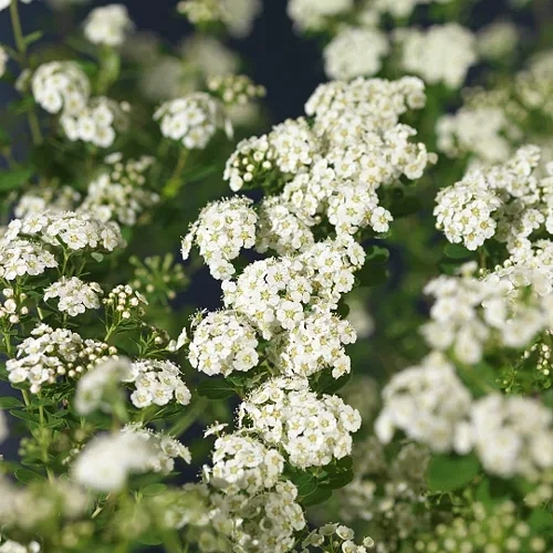 Spiraea nipponica 'Snowmound' 4,5L