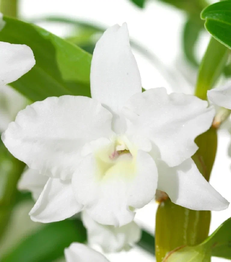 Dendrobium 'Apollon'