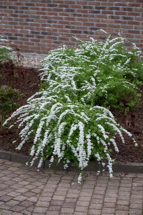Spiraea cinerea 'Grefsheim'