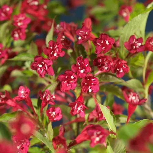 Rosenprakttry 'Red Prince'