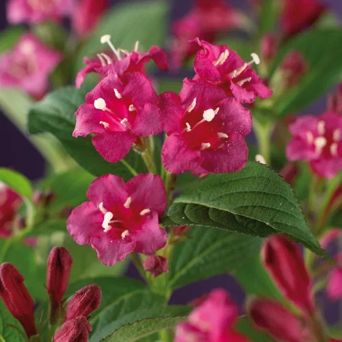Weigela florida 'Korea' 4,5L