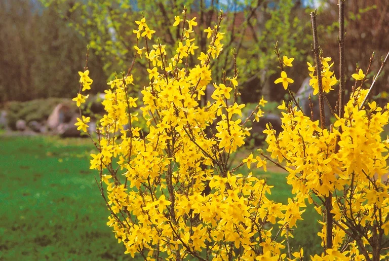 Forsythia x intermedia 'Lynwood' 4,5L