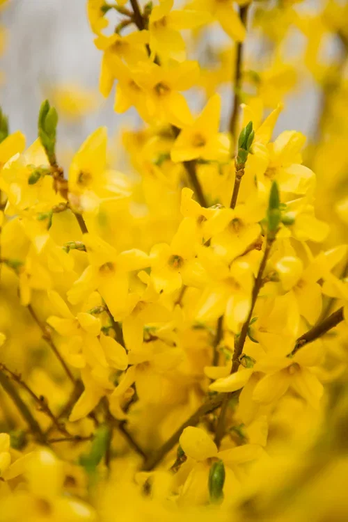 Forsythia x intermedia 'Lynwood' 4,5L