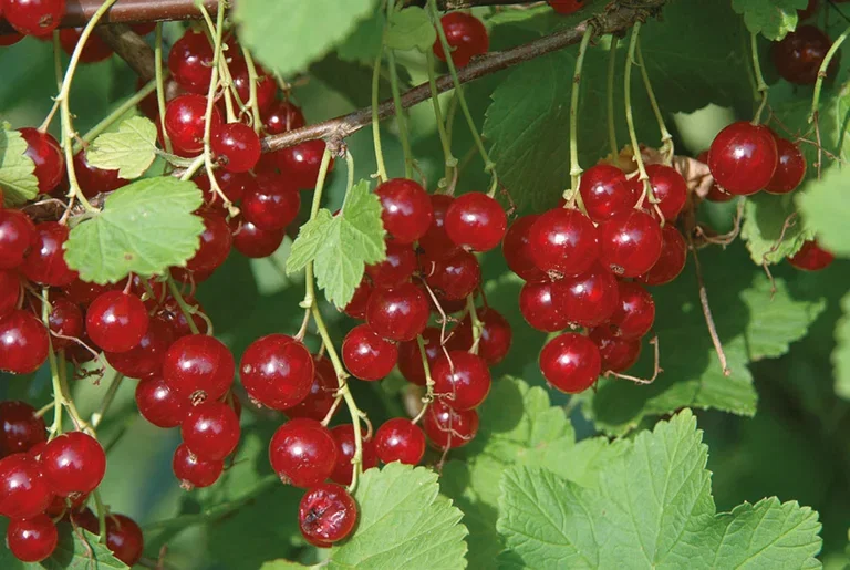 Röda vinbär 'Jonkheer van Tets'