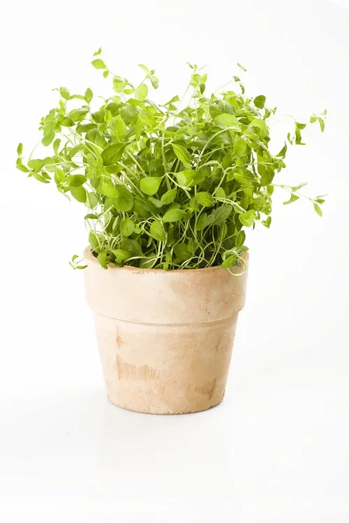 Oregano KRAV