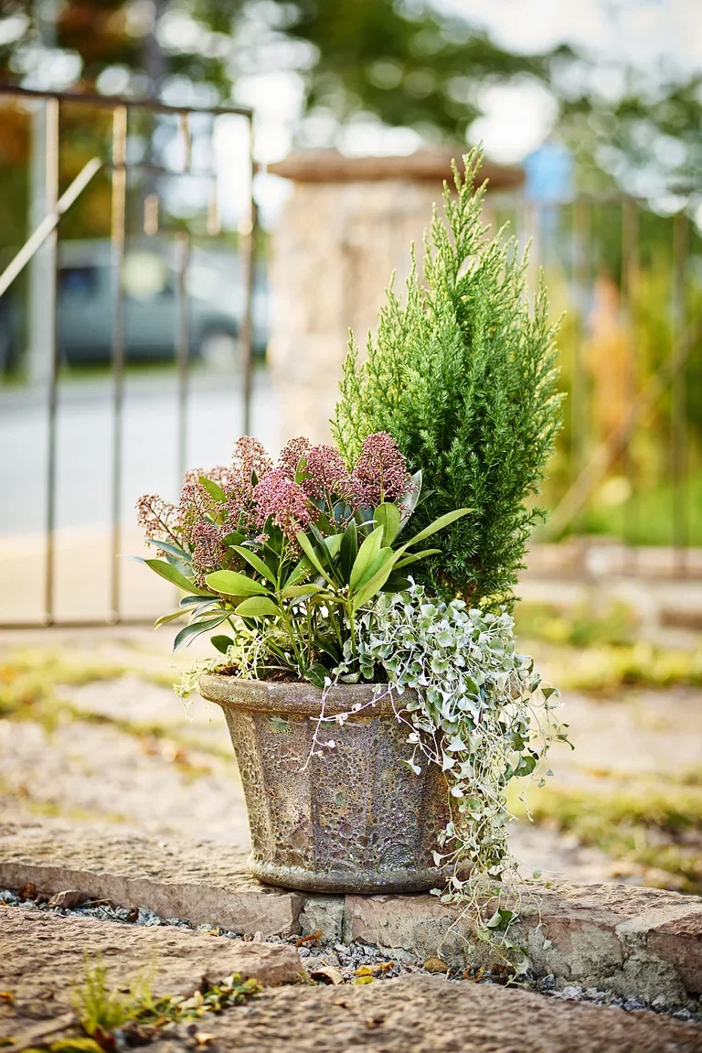 Silvernjurvinda 'Silver Falls'