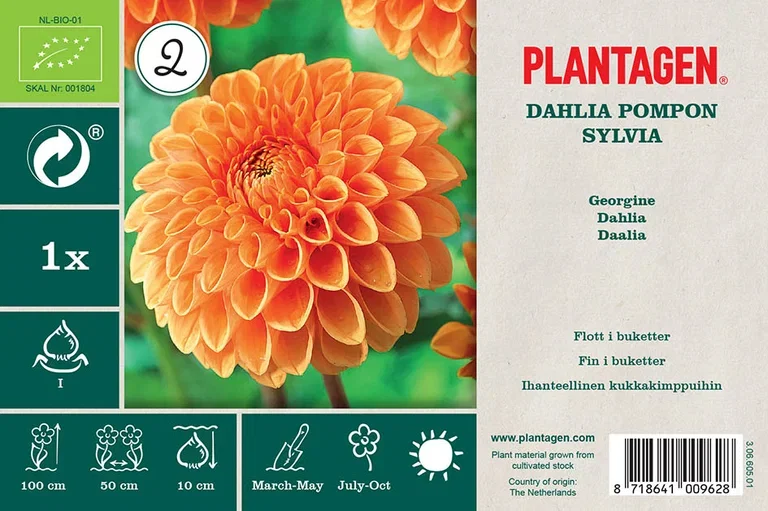 Dahlia Pompon Sylvia (Organic)