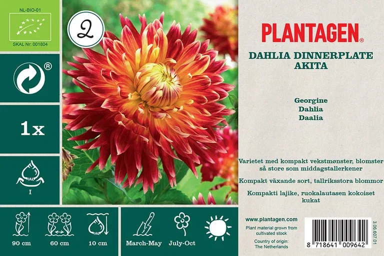 Dekorativdahlia 'Akita'