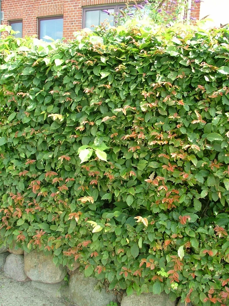 Avenbok