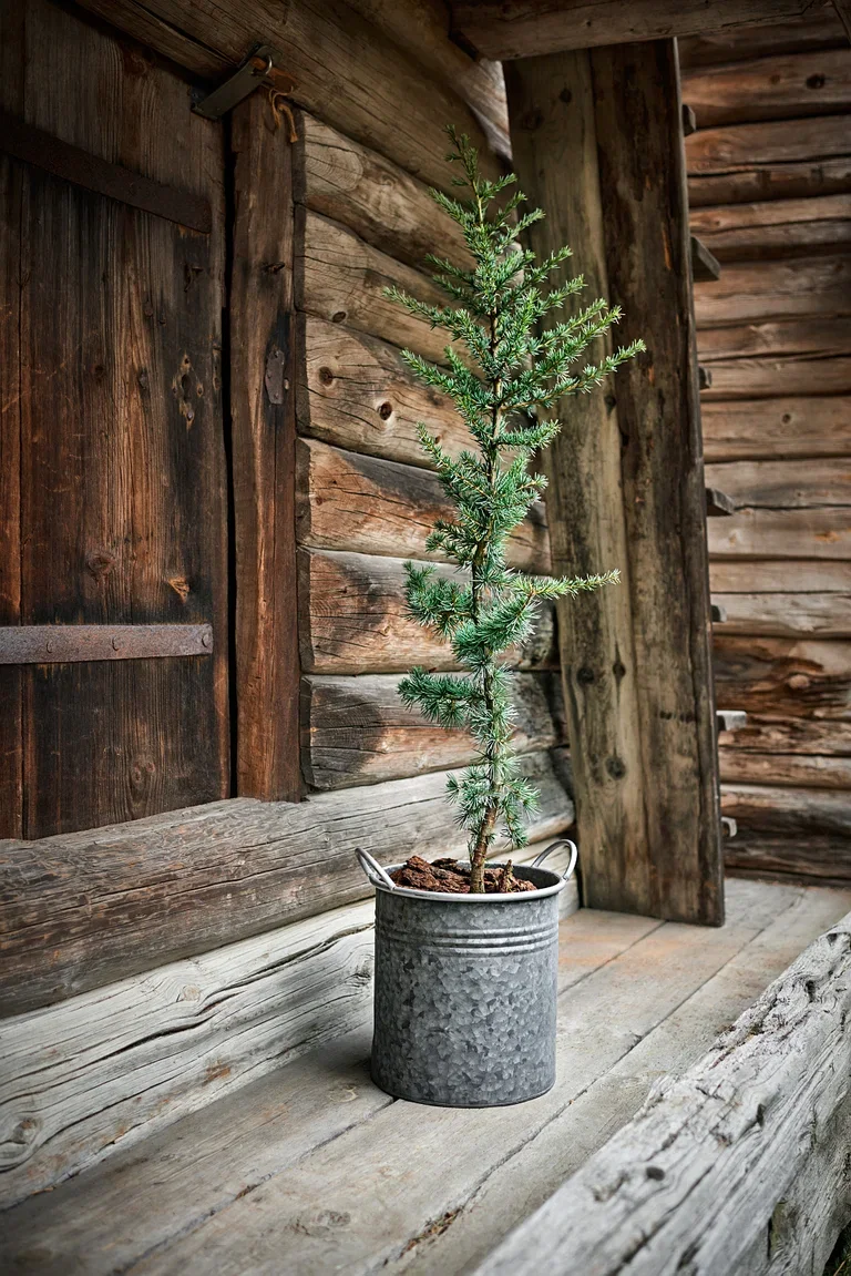 Cedrus libani 'Glauca' 26 cm